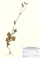 藏品(紫背草)的圖片